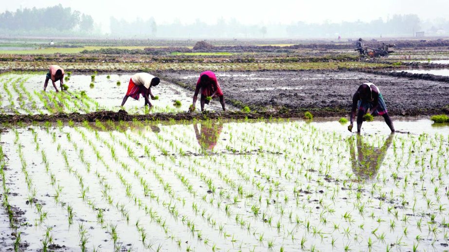 BOGRA: Farmers are busy in planting Irri paddy seedlings in different areas in Bogra. This picture was taken on Friday.