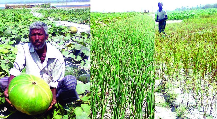 RANGPUR: The riverside landless people of Pashim Village in Gangachara Upazila expecting production of various crops cultivated on the dried -up riverbeds, shoals and char lands this season.