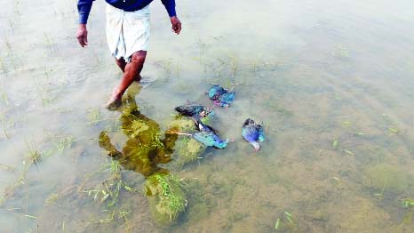 SYLHET: Guest birds being killed by putting poisoned traps by a section of hunters at Tolar Canal in Hakaluki Haor . This snap was taken on Friday.