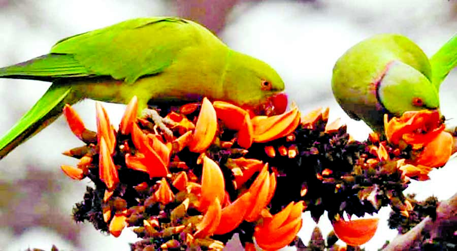 Heralding Pahela Falgun (1st day of Spring) Parrots were seen crowding the blooming Palash Flower' trees around Curzon Hall of DU on Monday.