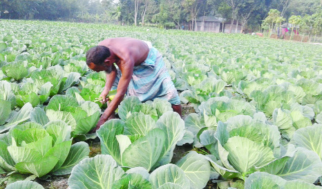 GANGACHHARA (Rangpur): Cabbage cultivation has gained popularity at Gangachhara Upazila . This picture was taken from Chowrapara area of the upazila yesterday .