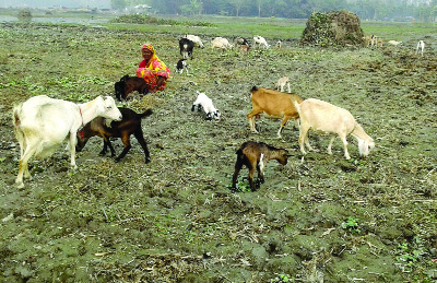 RANGPUR: Fatema Begum takes care of her goats at Nazirdaho villae in Kawnia Upazila under Rangpur district.