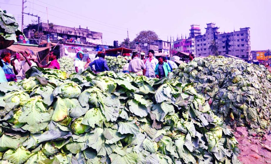 Half of the cabbage and cauliflower being rotten at ferry ghat before marketing in city brought from different region of the country, causing sufferings to poor framers. This photo was taken from Shayem Bazar ferry ghat on Saturday.