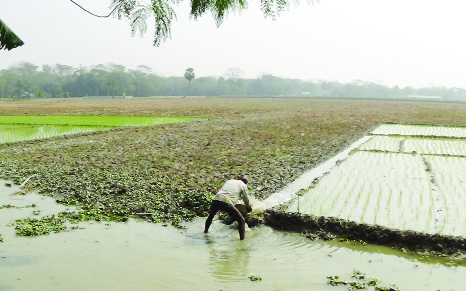 PATUAKHALI: Scarcity of irrigation water hampers Boro cultivation in Patuakhali .