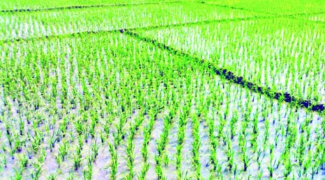 RANGPUR: The tender Boro paddy plants growing superbly on the vast tracts of crop fields in Rangpur as elsewhere in the all five districts under Rangpur Agriculture Region amid favouable climate condition. This snap was taken on Sunday.
