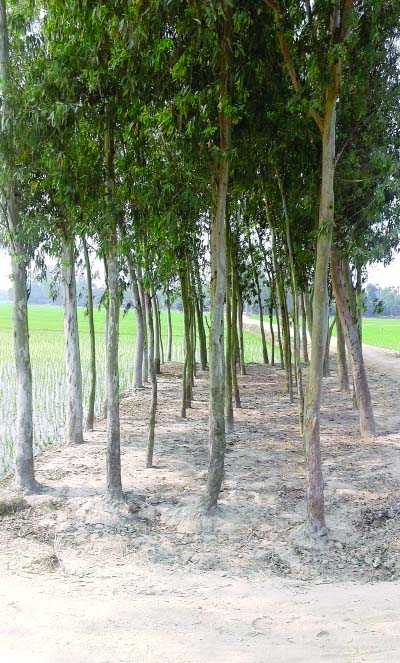 RANGPUR: Eucalyptus trees planted at Tilokpara Village in Mithapukur Upazila without knowing its effect on soil fertility and ecology.