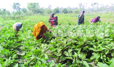 SATKHIRA: Women working in vegetable fields at Shyamnagar Upazila . This picture was taken on Thursday.