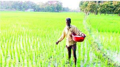 SATKHIRA: A farmer using fertilizers in Boro fields at Satkhira. This snap was taken yesterday.