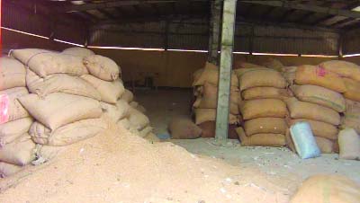 NILPHAMARI: A view of imported rotten Indian wheat lying on the floor of Banblabandha Land Port Wear House in Nilphamari .