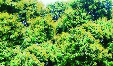 RANGPUR: With departure of the winter and advent of the spring, litchi trees come into blossom abundantly amid favourable climate and sunny weather in Rangpur division this season. This snap was taken yesterday.