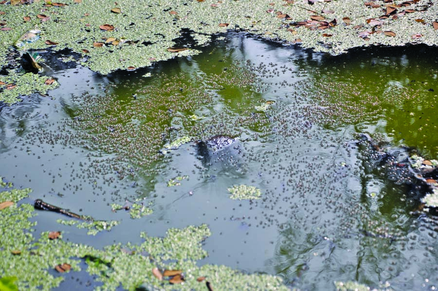 City dwellers faces a mosquito breeding ground as Dhaka South City Corporation remain unheeded to control the menace. This photo was taken from Matuail-Demra areas on Thursday.