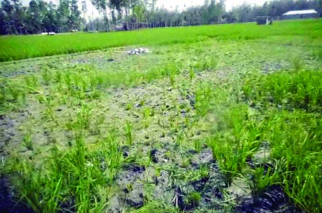 SUNDARGANJ (Gaibandha ): Miscreants damage Boro field at South Maruadah Village following previous enmity recently