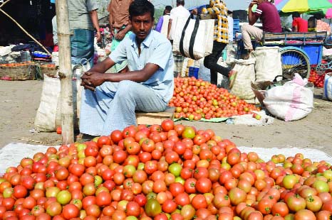 BOGRA: Low price of tomato frustrated farmers at Bogra though bumper production has been achieved in the district and per kg tomato is selling at Tk 2 only . This snap was taken from Mohasthangar Bazar yesterday.