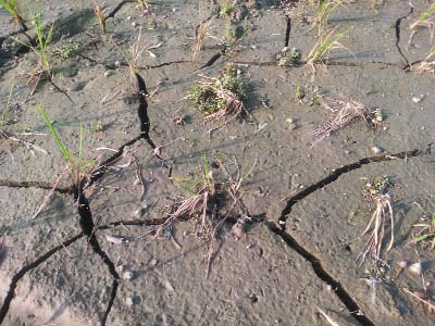 BHANGURA (Pabna): Cracks have been developed due to lack of irrigation in Baonjan Boro Project at Dilpashar union. This snap was taken yesterday.