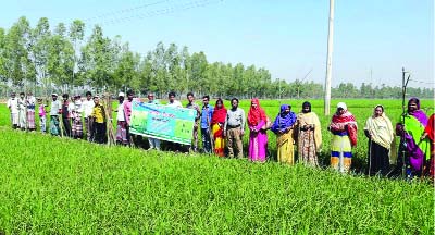 NAOGAON: Farmers at Ghosh Village attended â€˜Patching Festivalâ€™ to save Boro Paddy from pest attacks organised by Raninagar Upazila Agriculture Extension Office on Sunday.