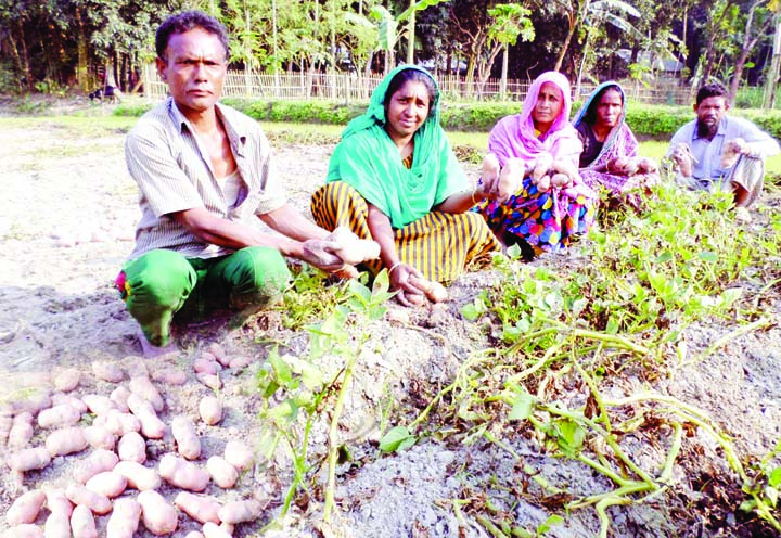 SAGHATA(Gaibandha): Farmer Ameer Hossain of Saghata Upazila harvesting potatoes from his field as he has achieved bumper production by using compost and green fertilizer. This picture was taken on Tuesday.