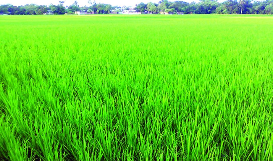 RANGPUR: The excellent growth of Boro Paddy plants in a vast track of crop field at Monirampur Village in Sadar Upazila predicts bumper production of the major cereal crops this season.