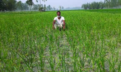 RANGPUR: A root rotting disease affected garlic field in Rangpur. This snap was taken yesterday. .