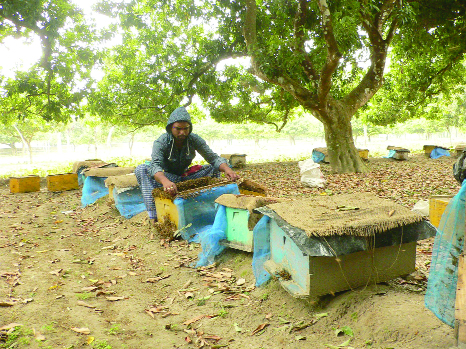 RANGPUR: Honey collector collecting honey from litchi garden at Badarganj Upazila. This snap was taken on Wednesday.