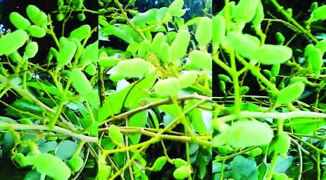 RANGPUR: After massive blossoming smooth formation of tender litchi in the litchi trees continues amid favourable climatic condition predicting bumper production of the fruit this season in Rangpur Agriculture Zone.