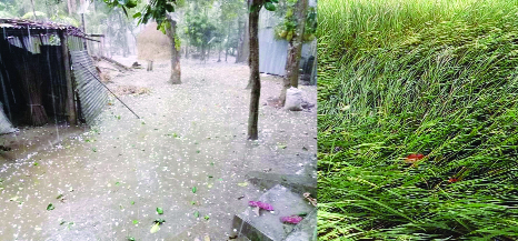 SHERPUR: Boro crops and trees were badly damaged in the nor'wester at border areas in Sherpur on Friday.