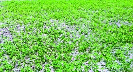 RANGPUR: Tender jute plants growing superbly at Shyampur Village in Badarganj Upazila as sowing of jute seeds continues in full swing now everywhere in Rangpur Agriculture Region.