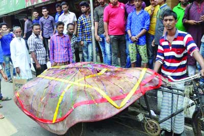 BARISAL: A large size Shaplapata fish weighing around five mounds netted in Meghna estuary at Charfession of Bhola brought to Barishal for sale on Saturday.