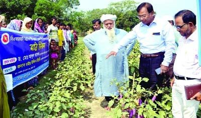 RANGPUR: Dr Md Abdul Khaleque, Chief Scientific Officer of the Seed Technology Division visiting a BT Brinjal field on Framers' Field Day at Burirhat Farm as Chief Guest on Friday.