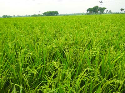 SATKHIRA: Booming Boro Paddy field at Satkhira predicts bumper production of the crop this season . This picture was taken on Saturday.