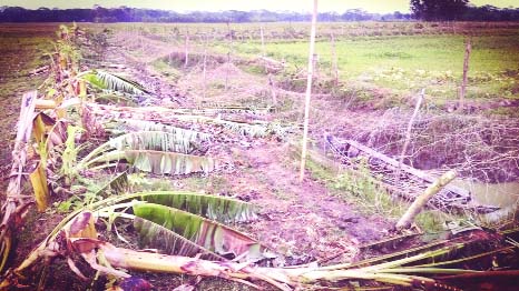 BETAGI (Barguna): Some 16, 00 Banana trees on three acres of land and fish gher of Md Zafar Mallik at Bibichichi Union were damaged by miscreants recently.