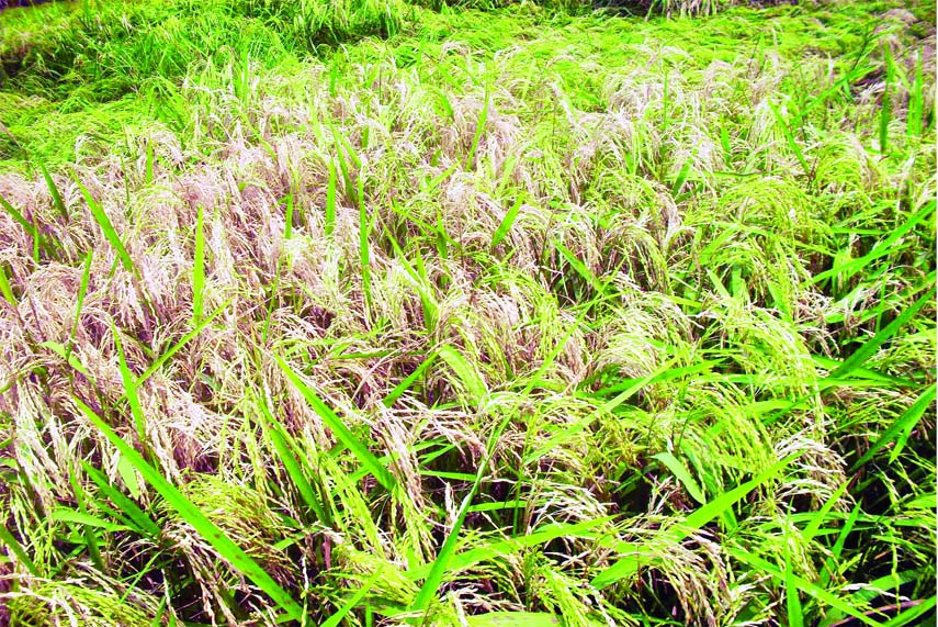SUNDARGANJ (Gaibandha): Boro paddy fields at Saghata Upazila have been damaged by live blast disease . This snap was taken from Lal Chamar Village yesterday.