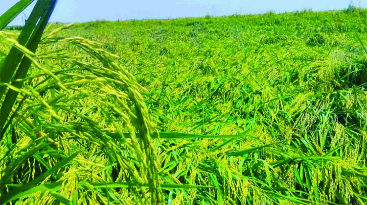A vast tract of crop land was damaged as the hail storm lashes the Naldanga Upazila in Natore district on Tuesday night.