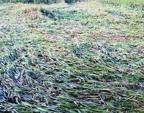 BARISAL: Nor'wester damages paddy fields at Agoiljhara Upazila on Tuesday night .