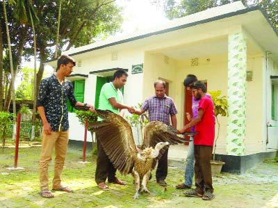 SAIDPUR (Nilphmari): A wounded vulture was rescued by Setubondhon, a social and environmental friendly organisation and it was handed over to Singra Forest Bird Care Center on Wednesday.