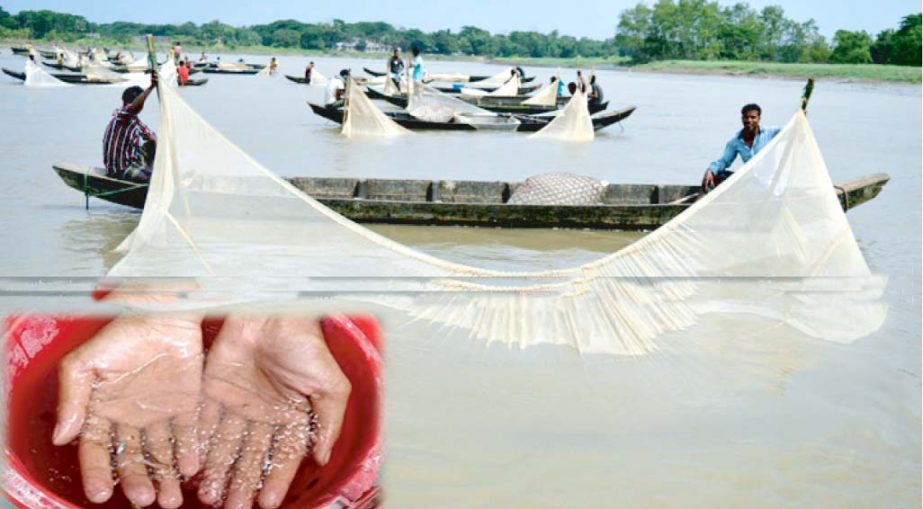 Fishermen are busy in catching fish spawn from Halda River on Friday and Saturday . About 400 boats deployed in catching the spawn.