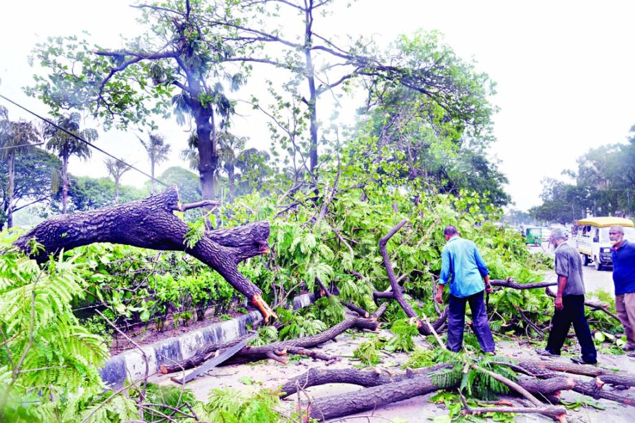 Several big trees got uprooted and fell on roadside at Manik Mia Avenue as storm lashes in the city on Friday night.