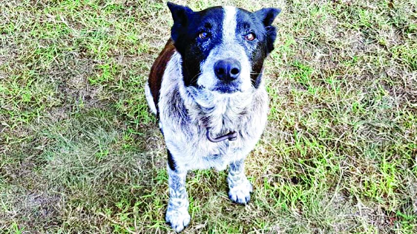 Max, a 17-year-old blue heeler, was made an honorary police dog for keeping a child safe in the Australian bushland overnight.