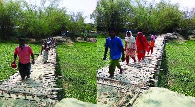 JALDHAKA (Nilphamari): People at Jaldhaka Upazila using risky bamboo bridge over Deghol River for a long time . This picture was taken yesterday.