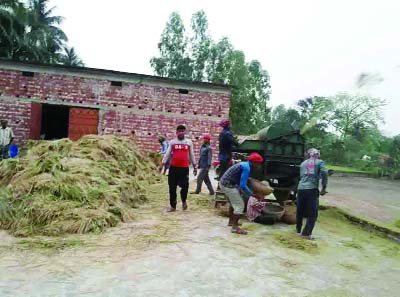 RANINAGAR (Naogaon): Boro- Irri Paddy harvest going on full swing at Raninagar Upazila. This snap was taken yesterday.
