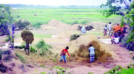 SYLHET: Farmers at hoar areas passing busy time in Boro Paddy harvesting. This snap was taken yesterday.