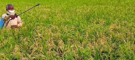 KURIGRAM: Irri-Boro paddy field at Ulipur Upazila has been affected by neck- blast disease this year. A farmer seen spraying pesticide on ripe affected paddy. This snap was taken yesterday.