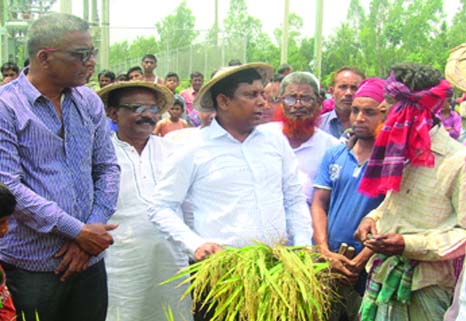 GAIBANDHA: Department of Agriculture Extension (DAE) organized a Filed Day on the occasion of harvesting of Boro paddy at Thakurer Dighi area under Kholahati Union in Sadar Upazila on Wednesday.