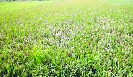 RANGPUR: A neck blast affected paddy field at Harisswar Village in Kawnia Upazila.