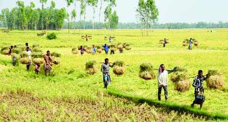 BOGURA: Framers at Ronobhagha Village in Nondigram Upazila carrying their harvested Boro paddy quickly in fear of nor'wester . This snap was taken on Saturday.