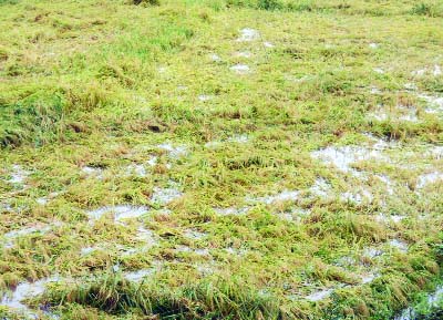 RANINAGAR (Naogaon): Boro paddy field has been badly damaged by nor'wester at Raninagar Upazila yesterday.