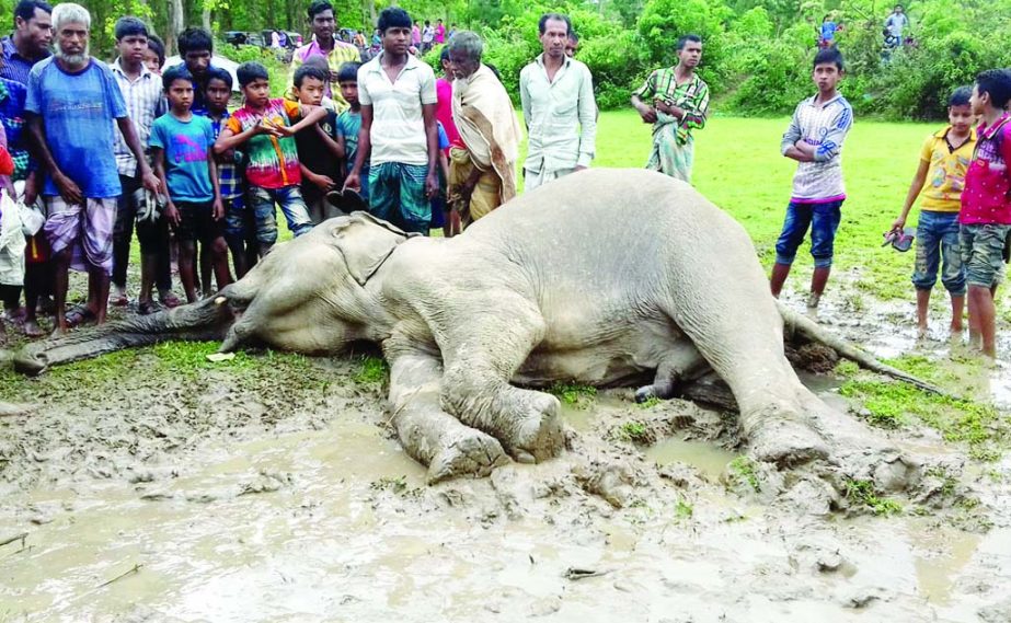 SHERPUR: A wild elephant was found dead at Gandhigaon in Jhenaigati Upazila on Tuesday morning.
