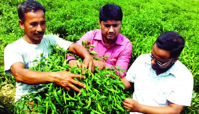 GABTALI (Bogura): Farmers achieved bumper yield of chili at Gabtali Upazila in Bogura this season .