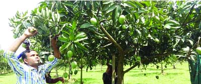 SATKHIRA: Growers taking care of mango garden at Satkhira.