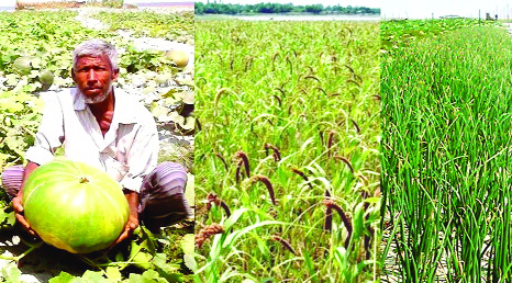 RANGPUR: The riverside and char people completed harvest of their various crops cultivated on the dried- up riverbeds and char lands in Rangpur Agriculture Zone and got bumper output this season.