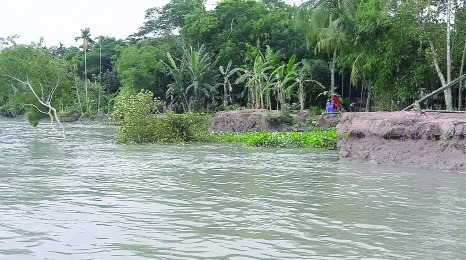 BANARIPARA (Barishal): Shandha River erosion has taken a serious turn at at Banaripara Upazila and engulfing different establishments including crop land , dwelling houses and trees. This snap was taken yesterday.